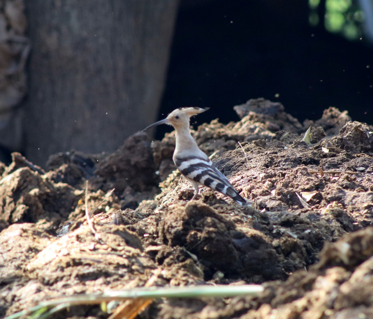 Common Hoopoe - ML647124775