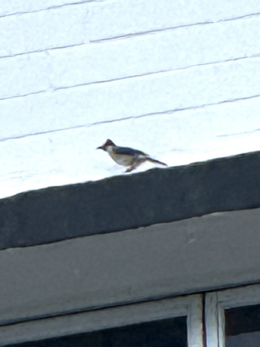 Bulbul Ventridorado - ML647124776