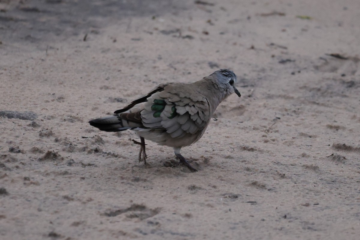 Emerald-spotted Wood-Dove - ML647124779