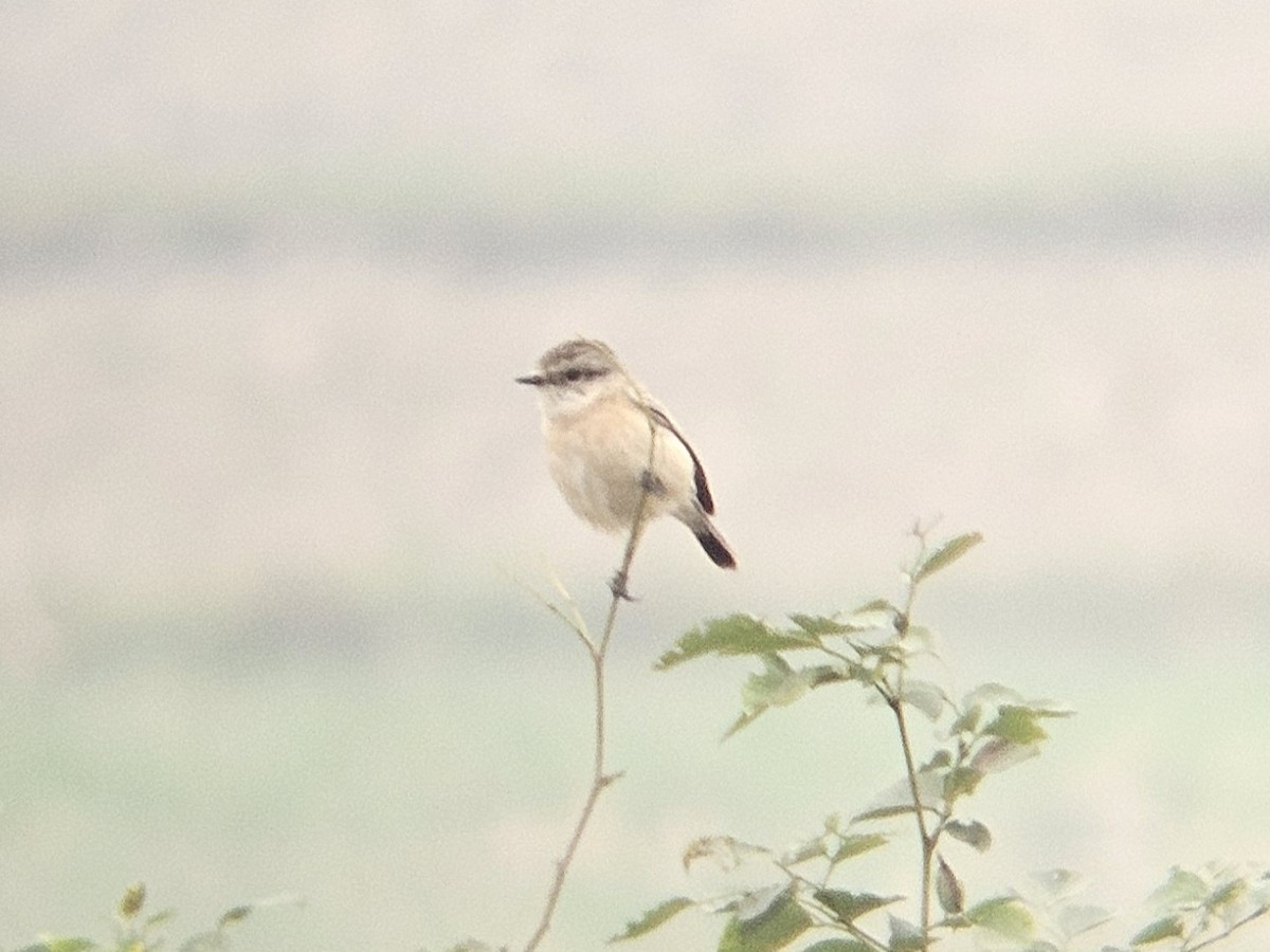 Siberian Stonechat - ML647124784