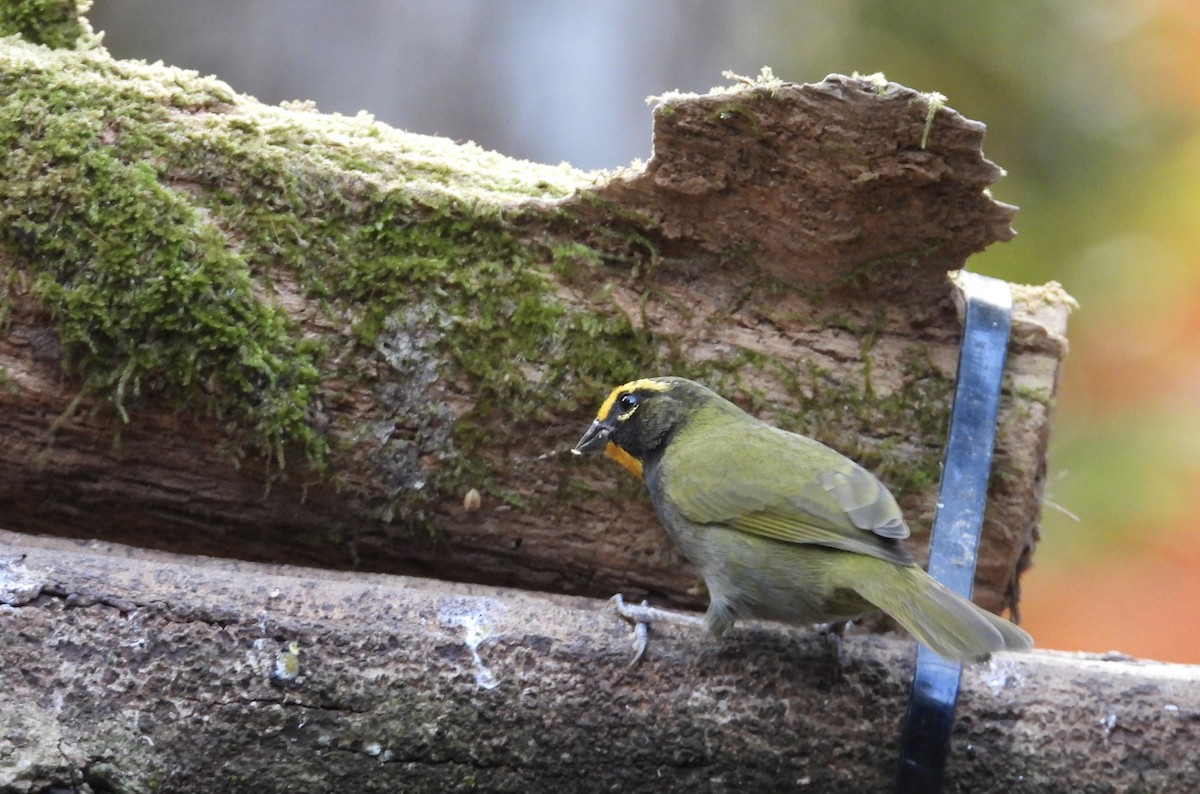 Goldbrauen-Gimpeltangare - ML647124791