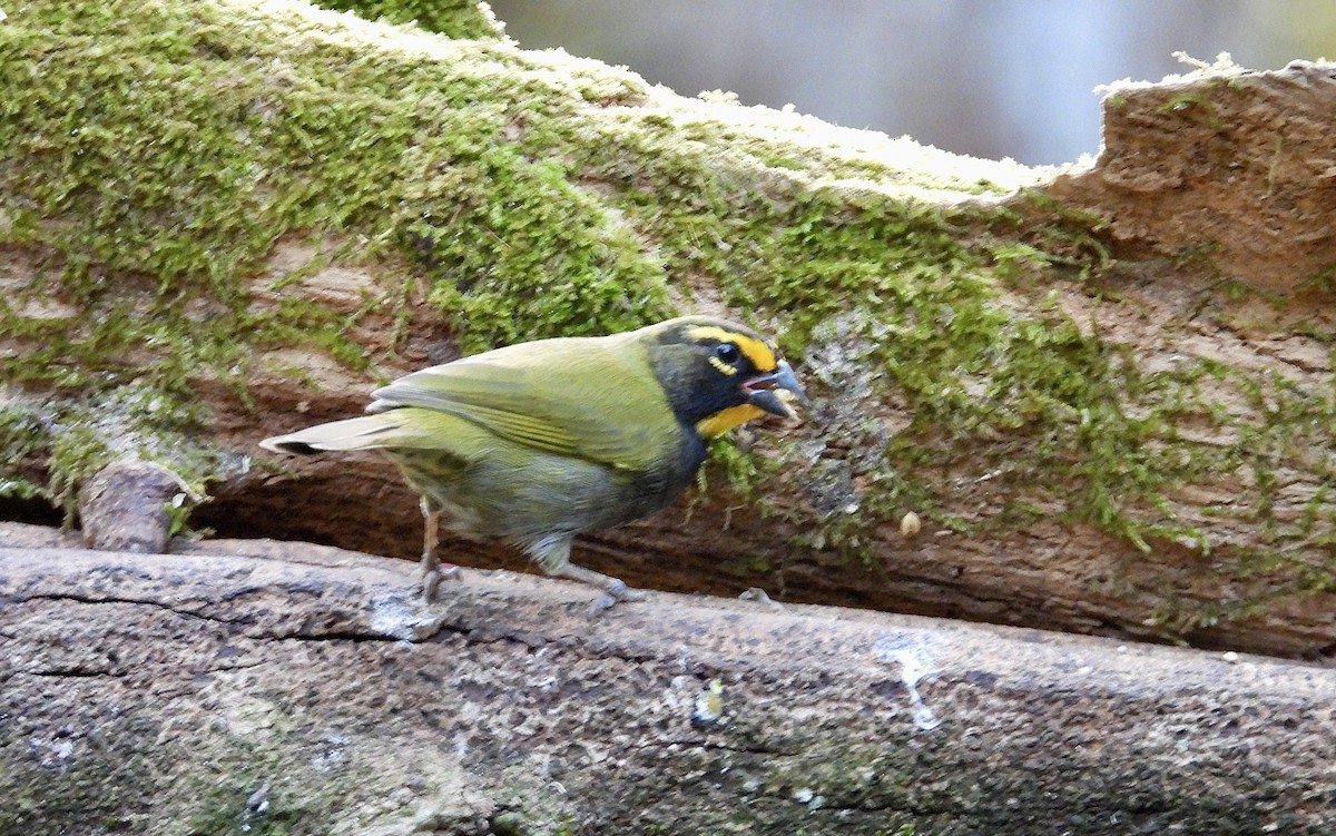 Goldbrauen-Gimpeltangare - ML647124792