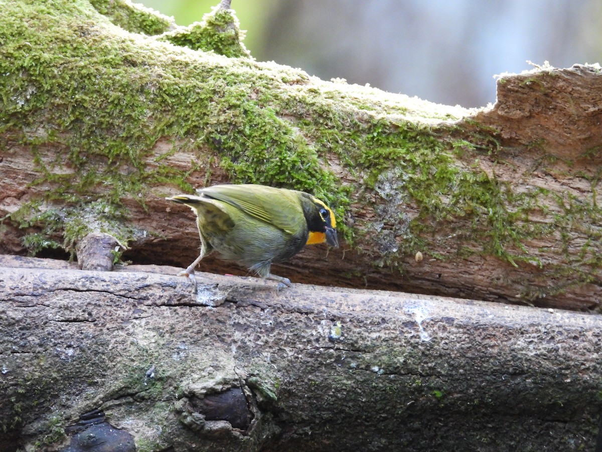 Goldbrauen-Gimpeltangare - ML647124793