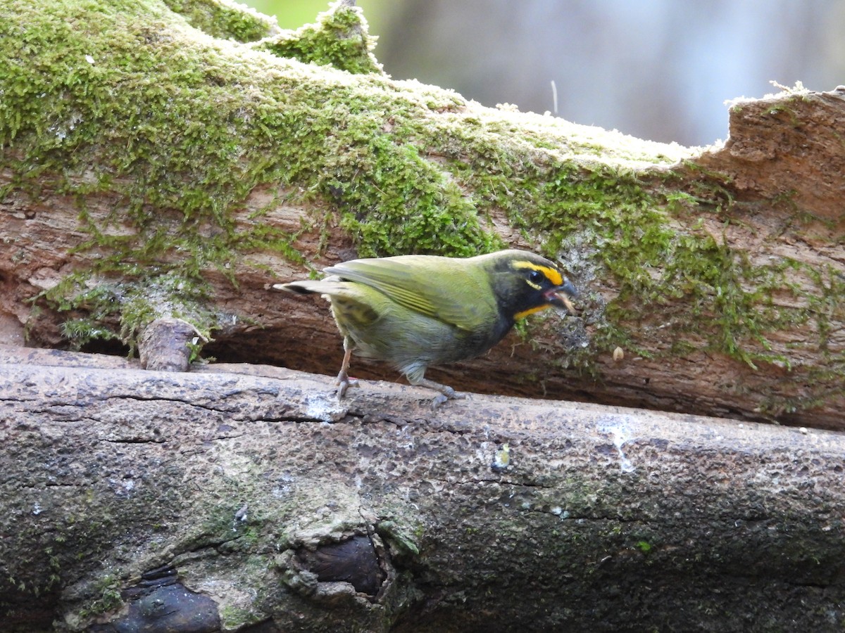 Goldbrauen-Gimpeltangare - ML647124794