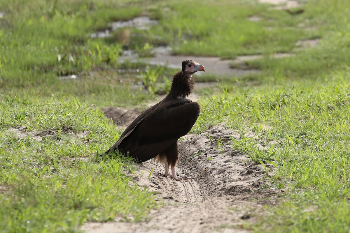 Lappet-faced Vulture - ML647124805