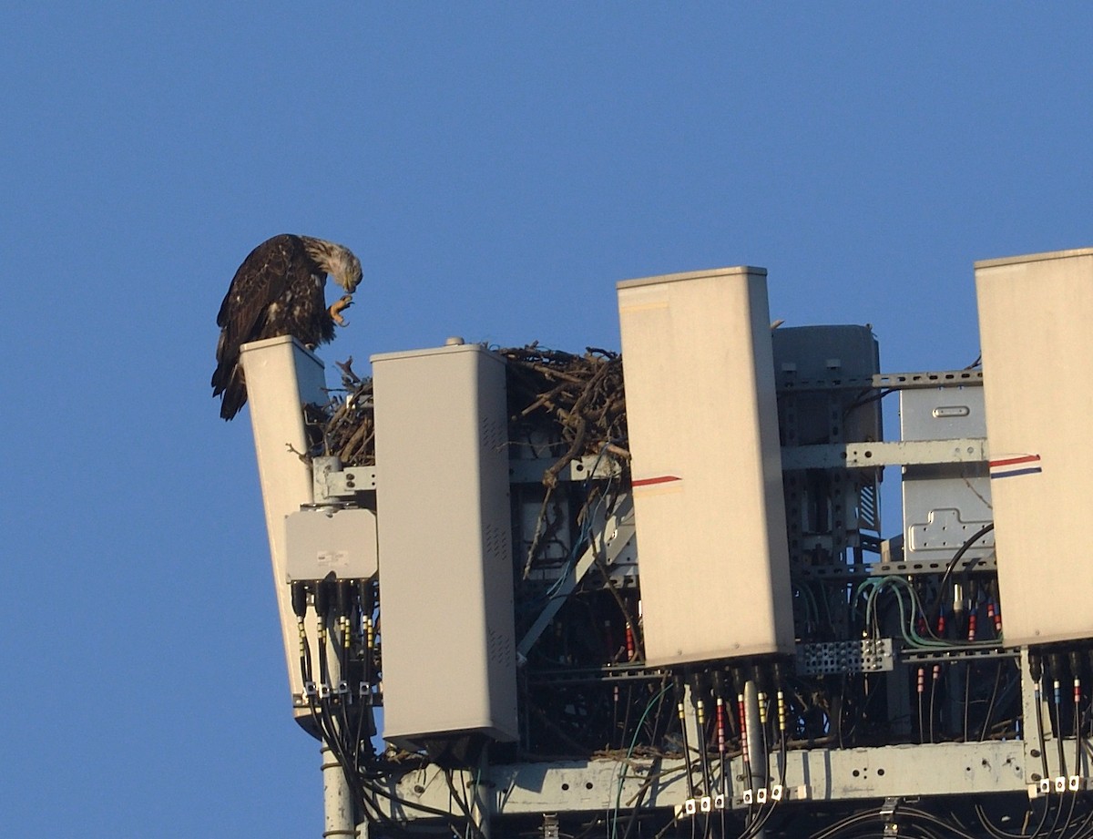 Bald Eagle - ML647124859