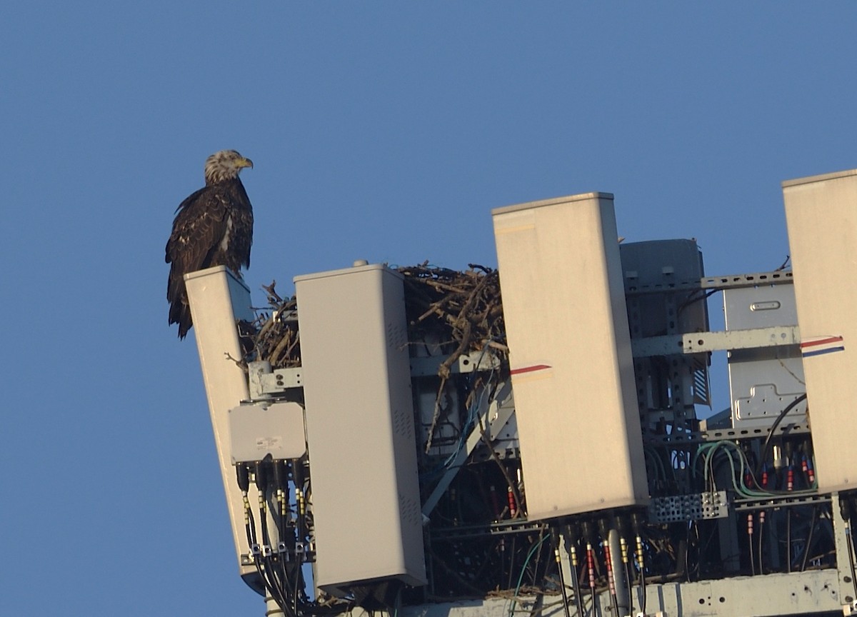 Bald Eagle - ML647124860