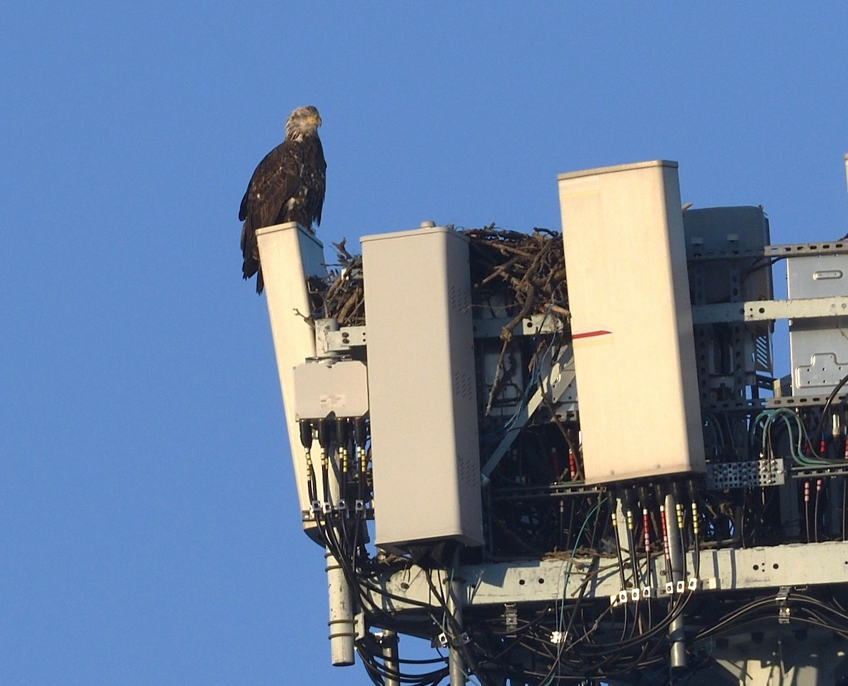 Bald Eagle - ML647124861