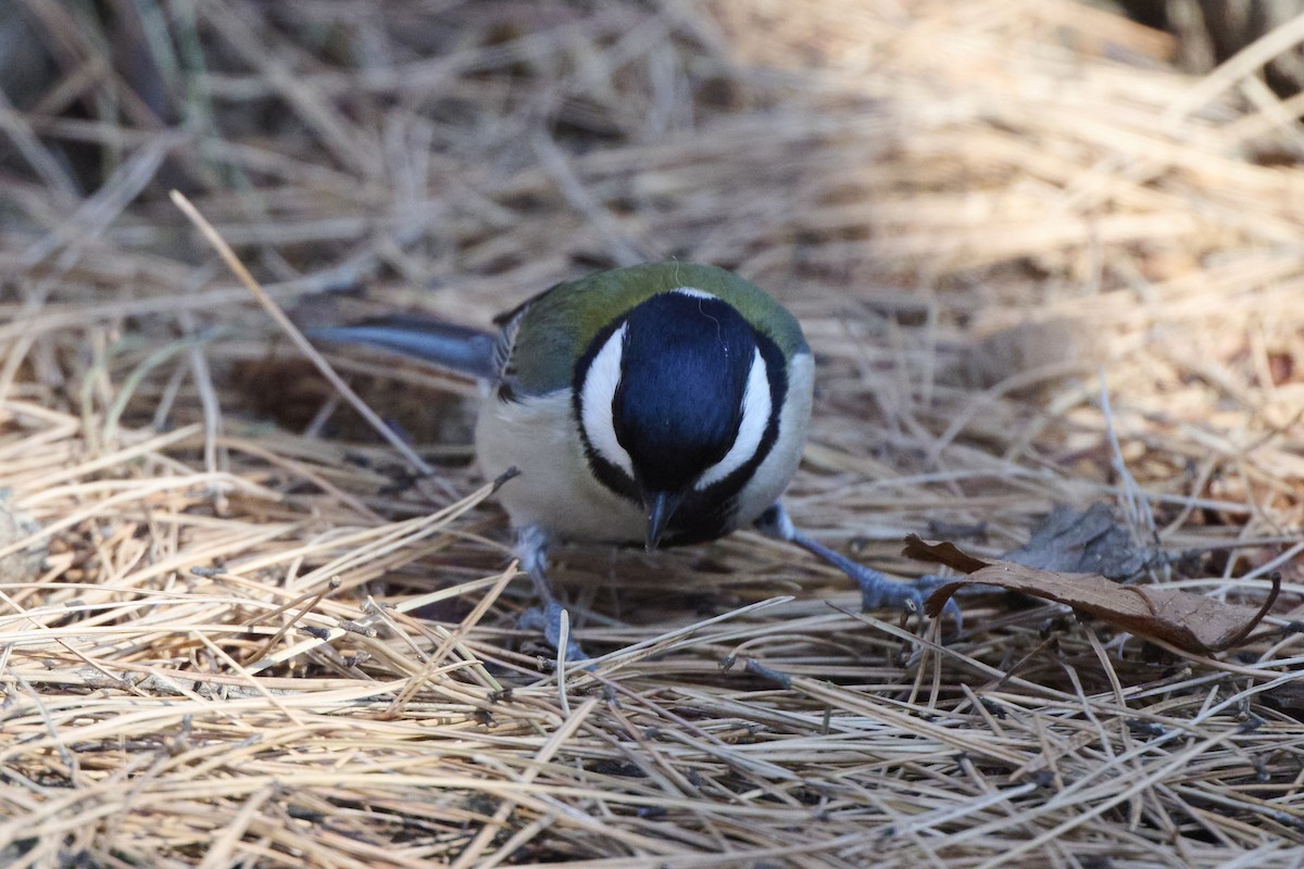 Asian Tit (Japanese) - ML647124863