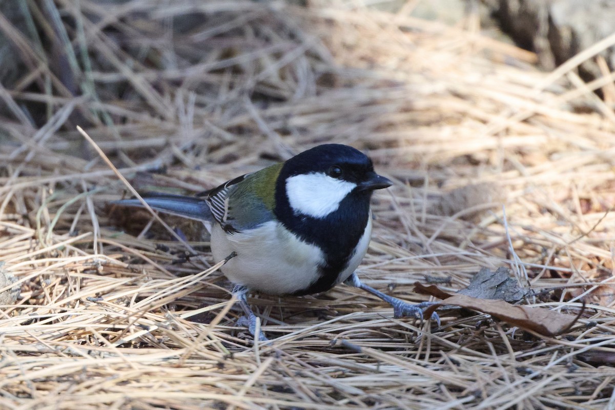 Asian Tit (Japanese) - ML647124866