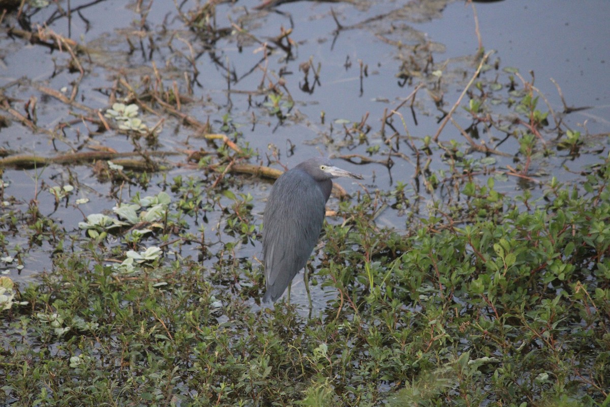 Little Blue Heron - ML647124867