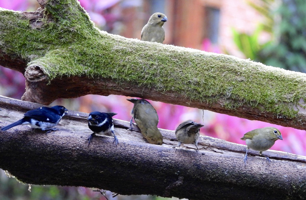 Чёрный просяночник - ML647124871