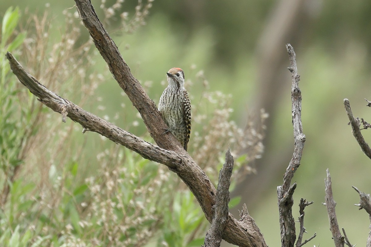 Cardinal Woodpecker - ML647124873