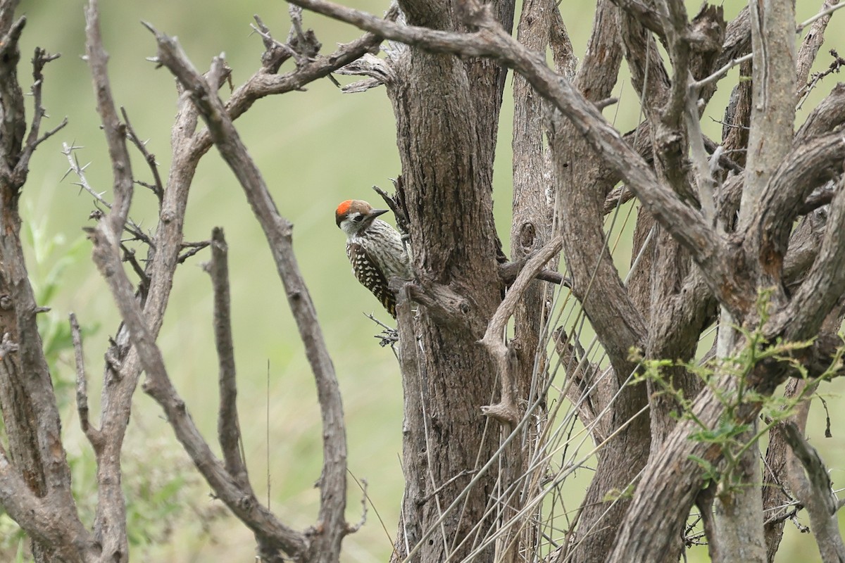 Cardinal Woodpecker - ML647124874