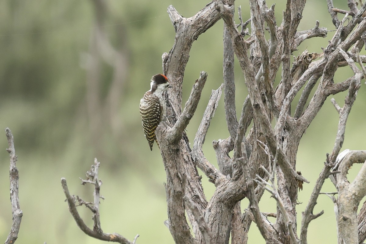 Cardinal Woodpecker - ML647124886