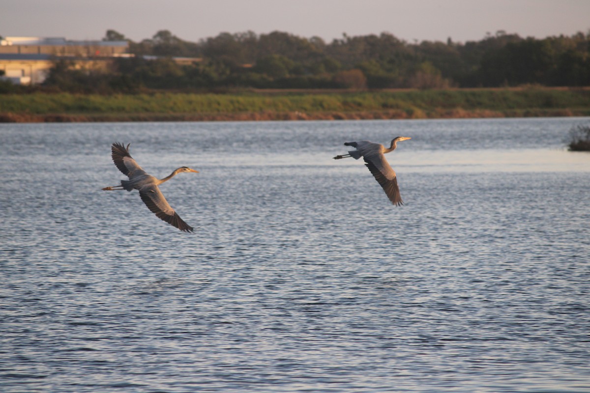 Great Blue Heron - ML647124887