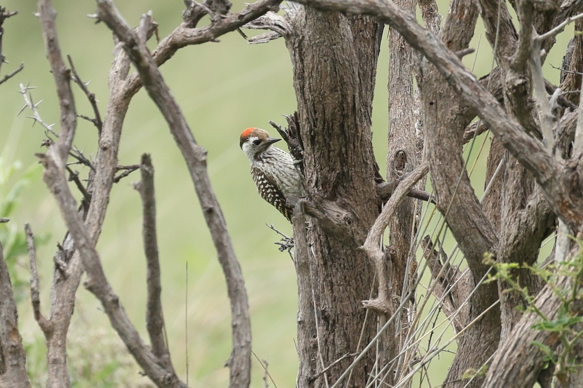 Cardinal Woodpecker - ML647124888