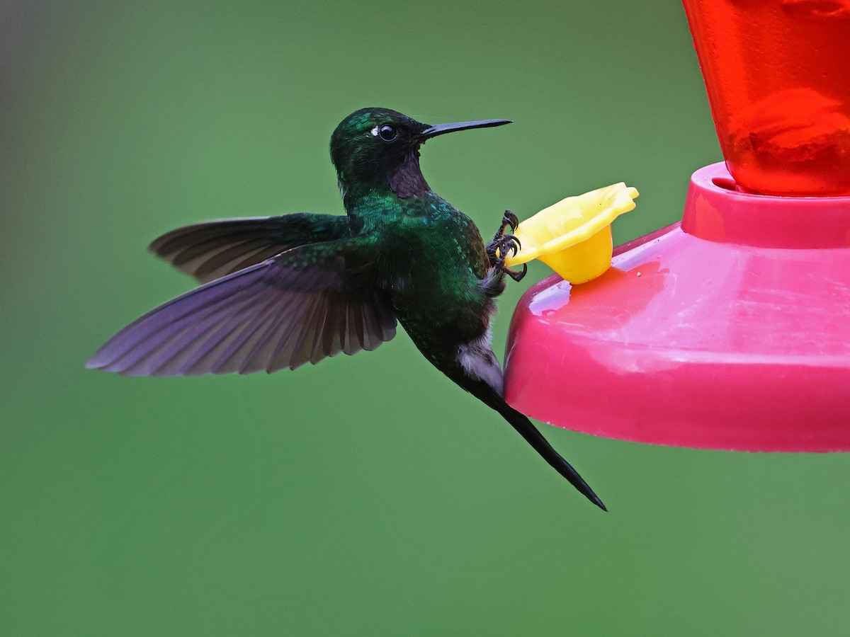 Tourmaline Sunangel - ML647124890