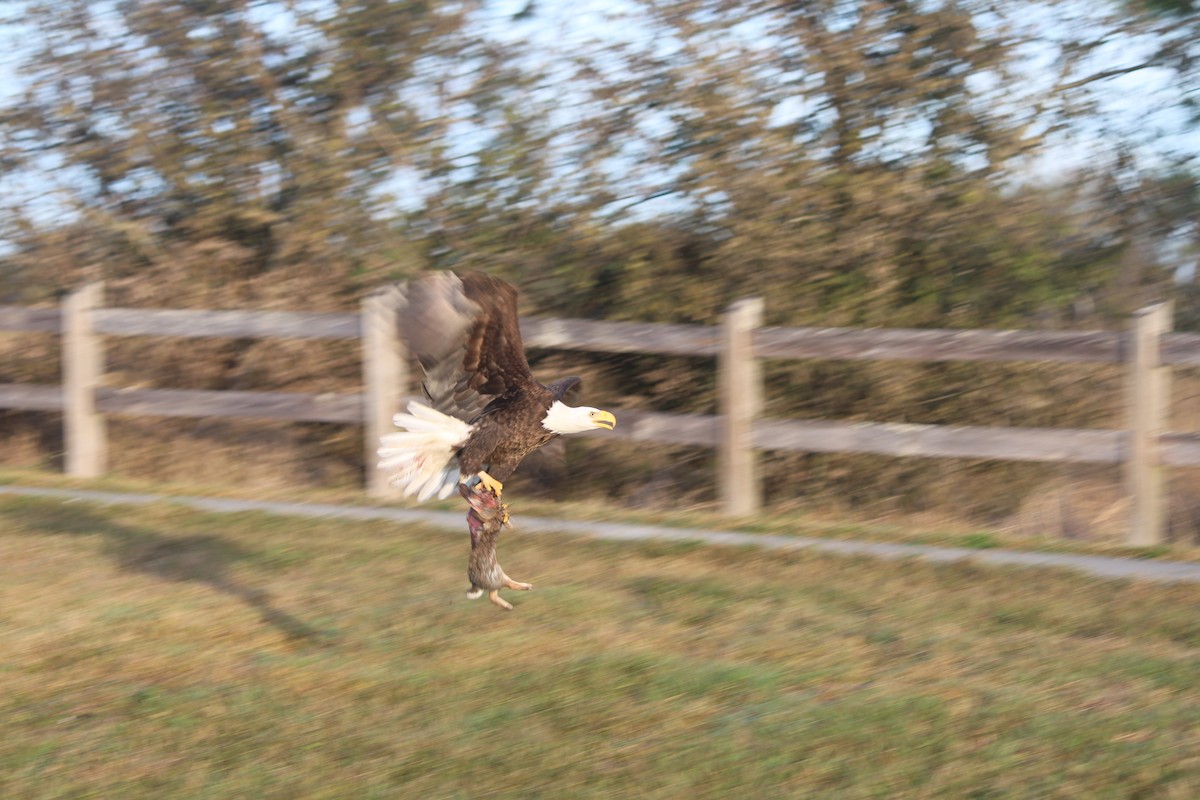 Bald Eagle - ML647124900