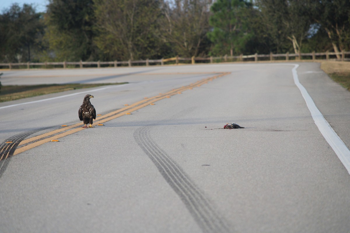 Bald Eagle - ML647124910