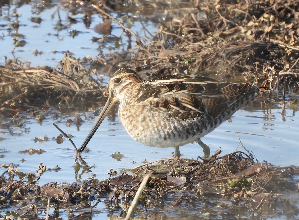 Wilson's Snipe - ML647124945