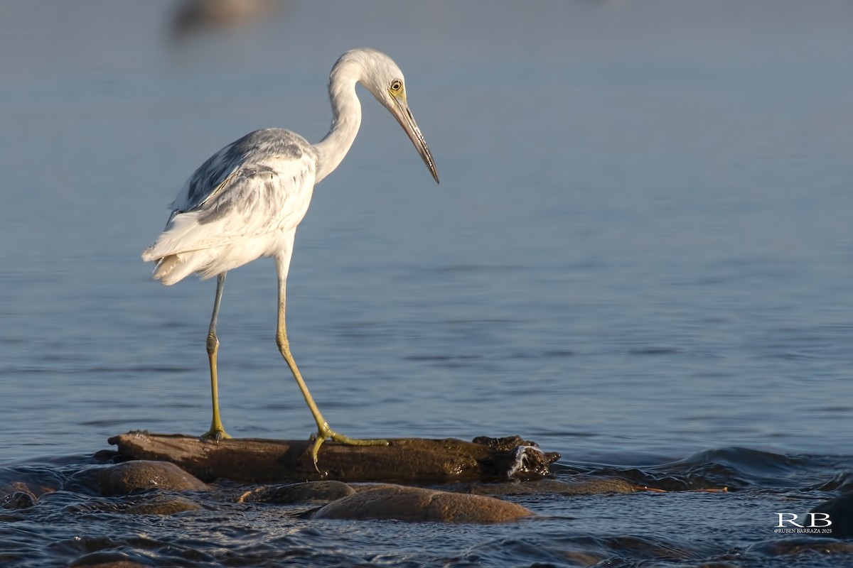 Little Blue Heron - ML647124957