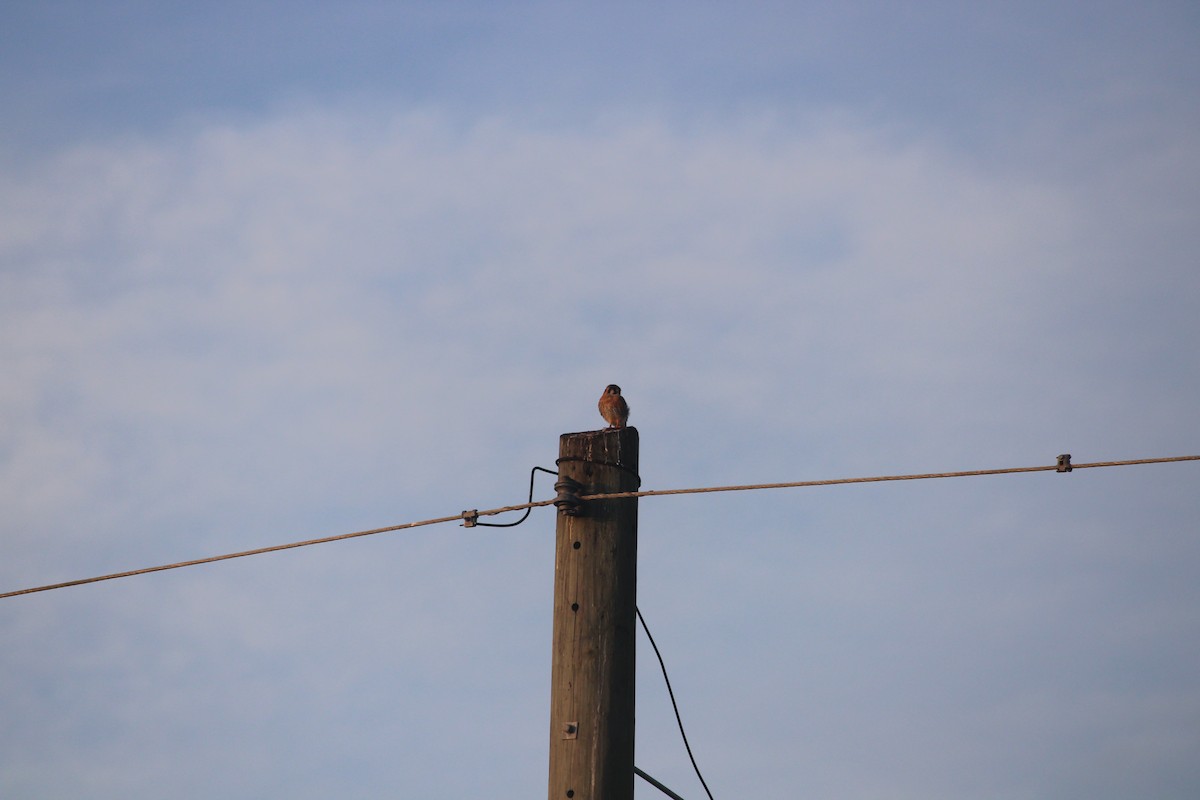 American Kestrel - ML647124960