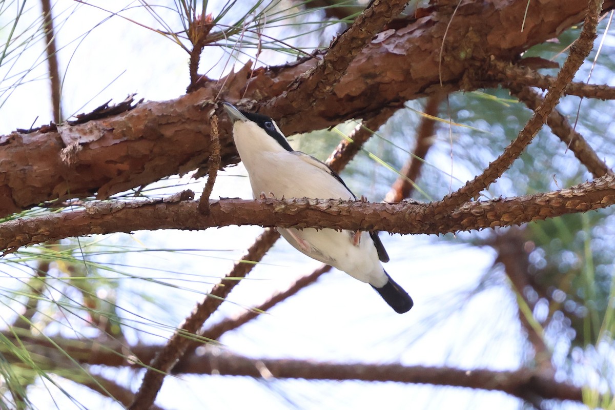 Ak Kaşlı Kasapkuşu (annamensis) - ML647124962