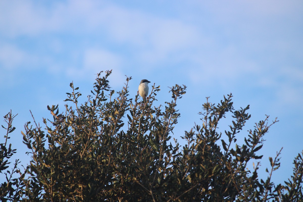 Loggerhead Shrike - ML647124979