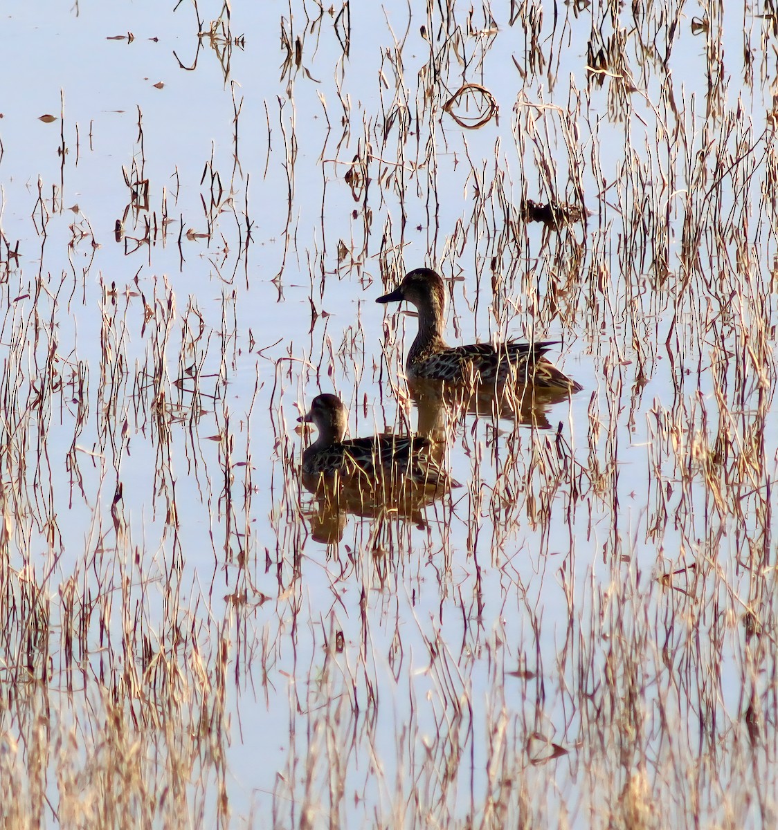 Garganey - ML647124980