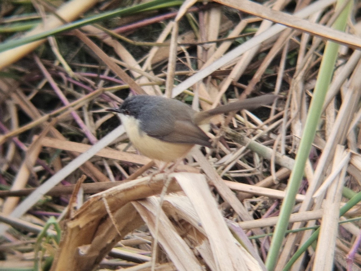 Ashy Prinia - ML647124982