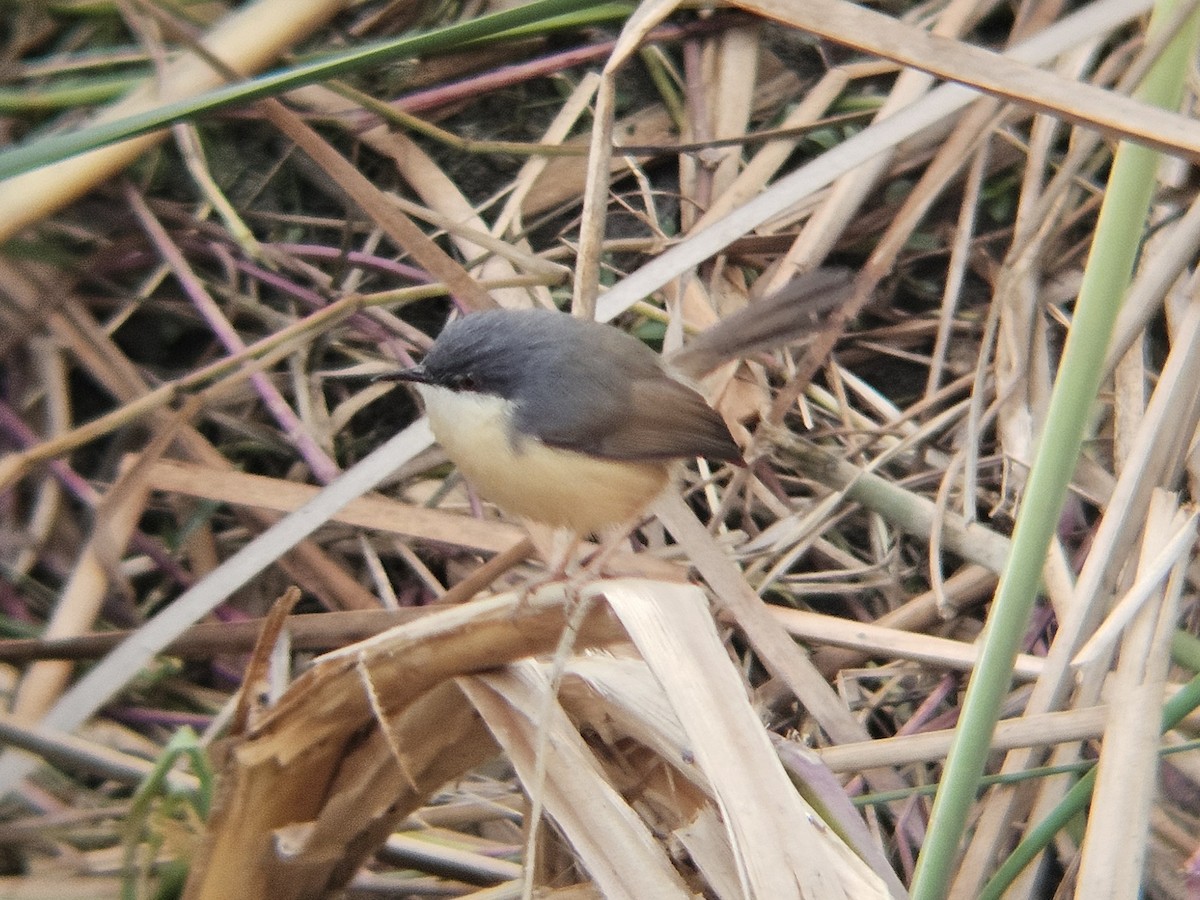 Ashy Prinia - ML647124983