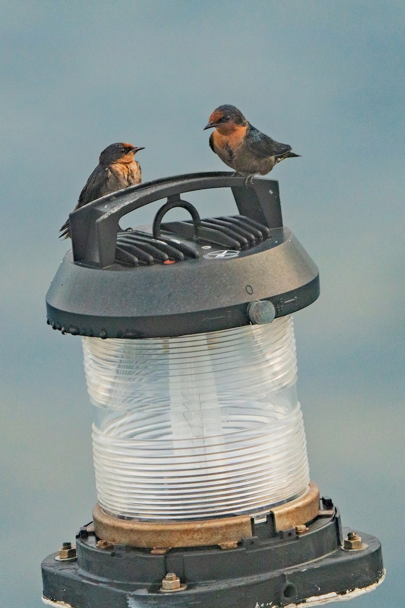 vlaštovka pacifická - ML647124986