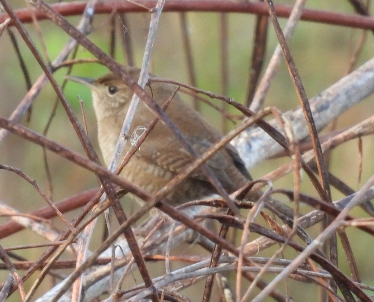 Sedge Wren - ML647124987