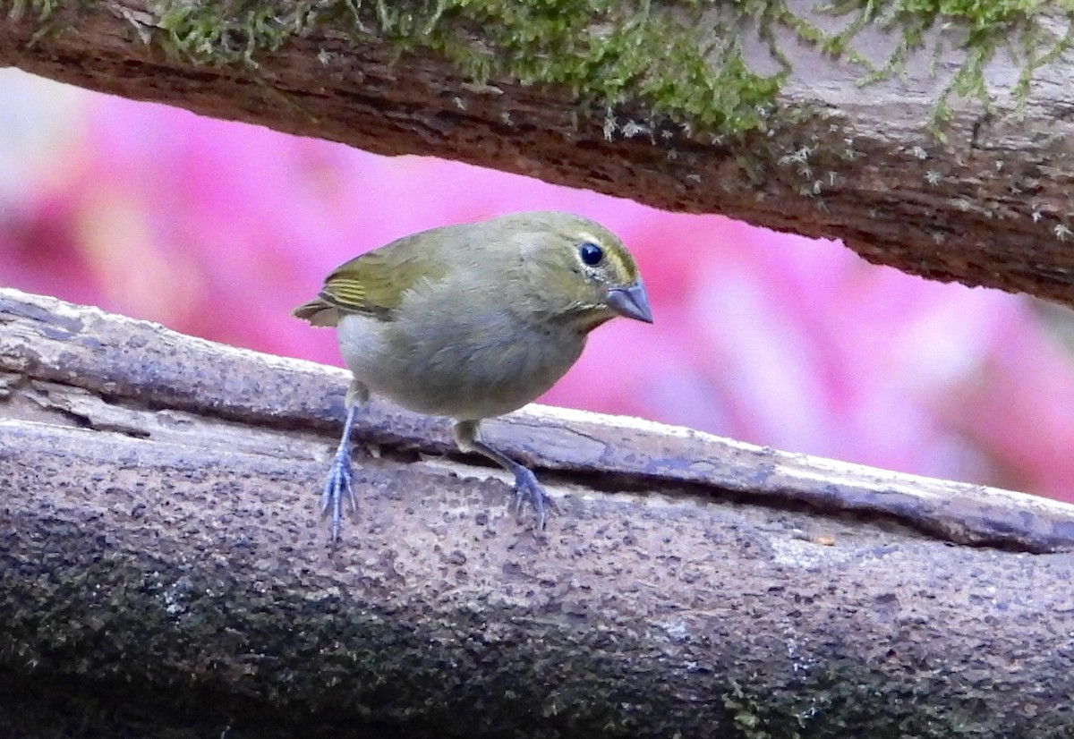 Goldbrauen-Gimpeltangare - ML647124988