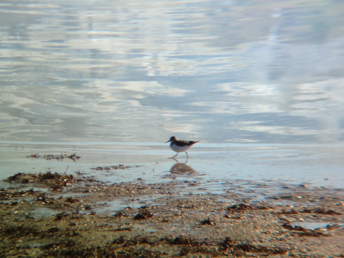 ביצנית לבנת-בטן - ML647124994