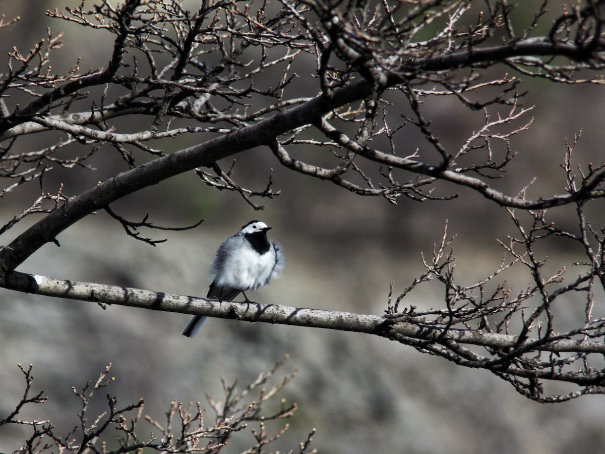 Bachstelze - ML647125000