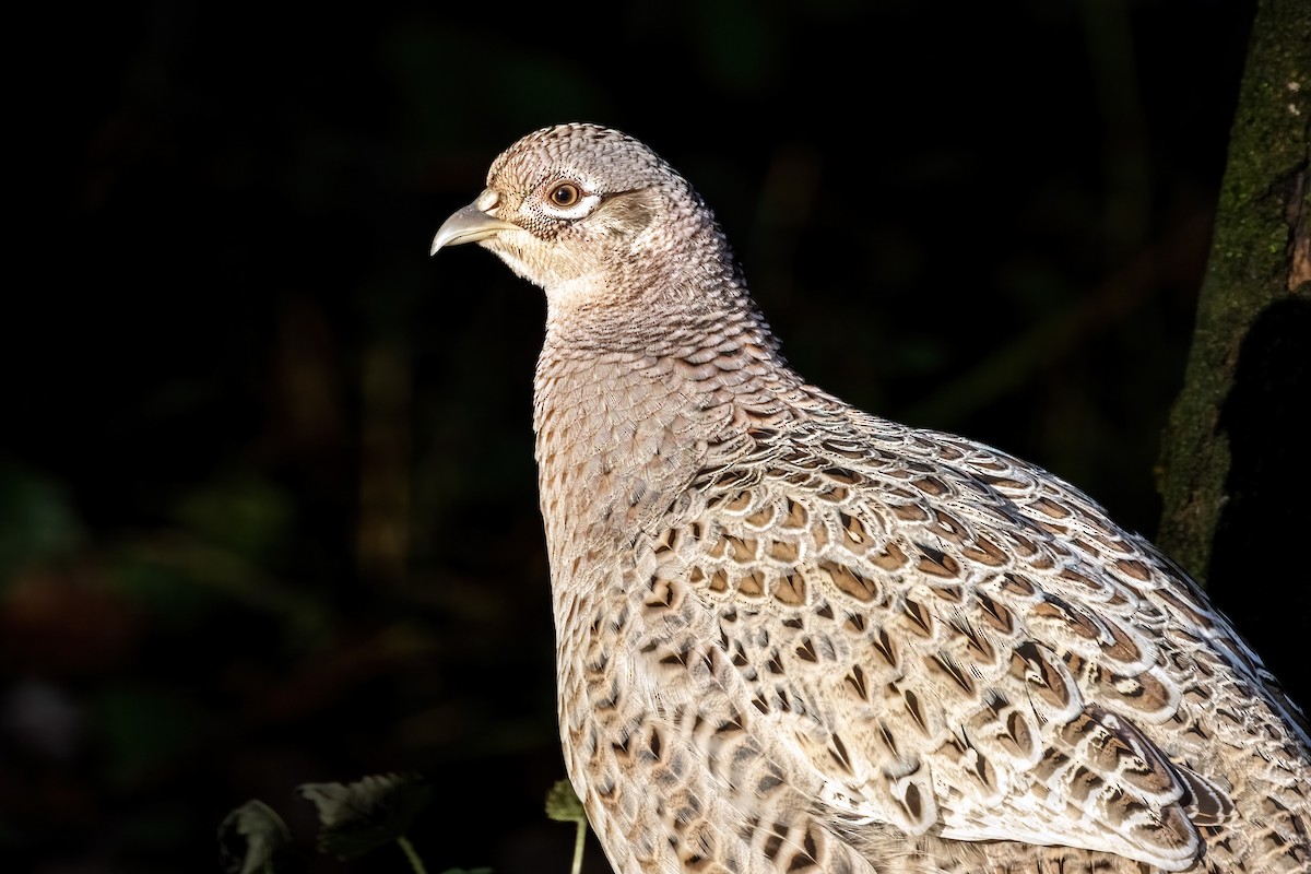 Ring-necked Pheasant - ML647125001