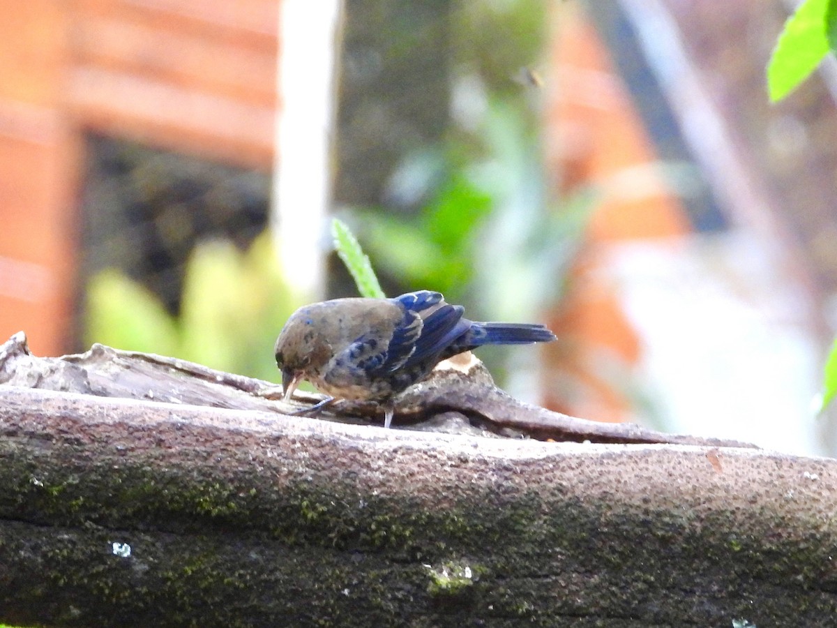 シコンヒワ - ML647125002