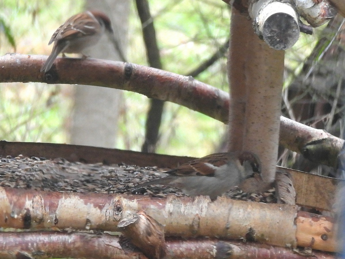 דרור הבית - ML647125004