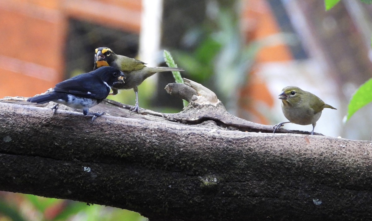 Goldbrauen-Gimpeltangare - ML647125005