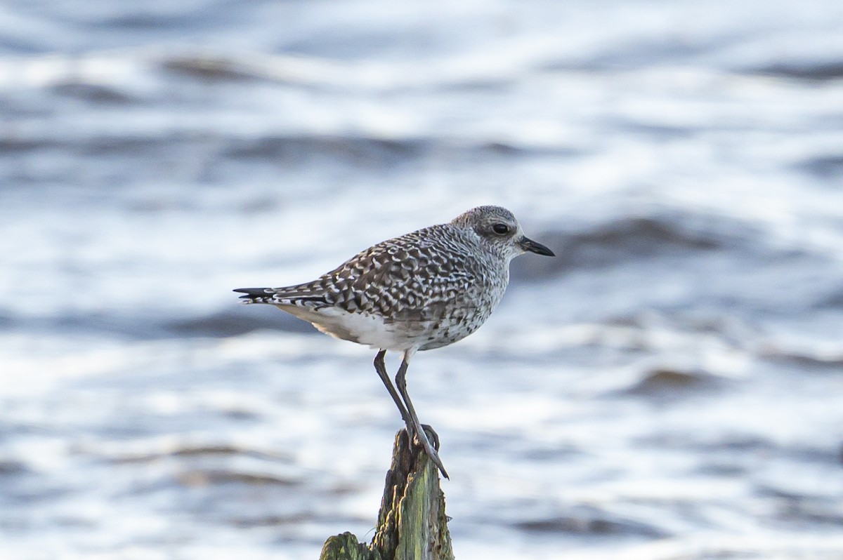 Black-bellied Plover - ML647125006