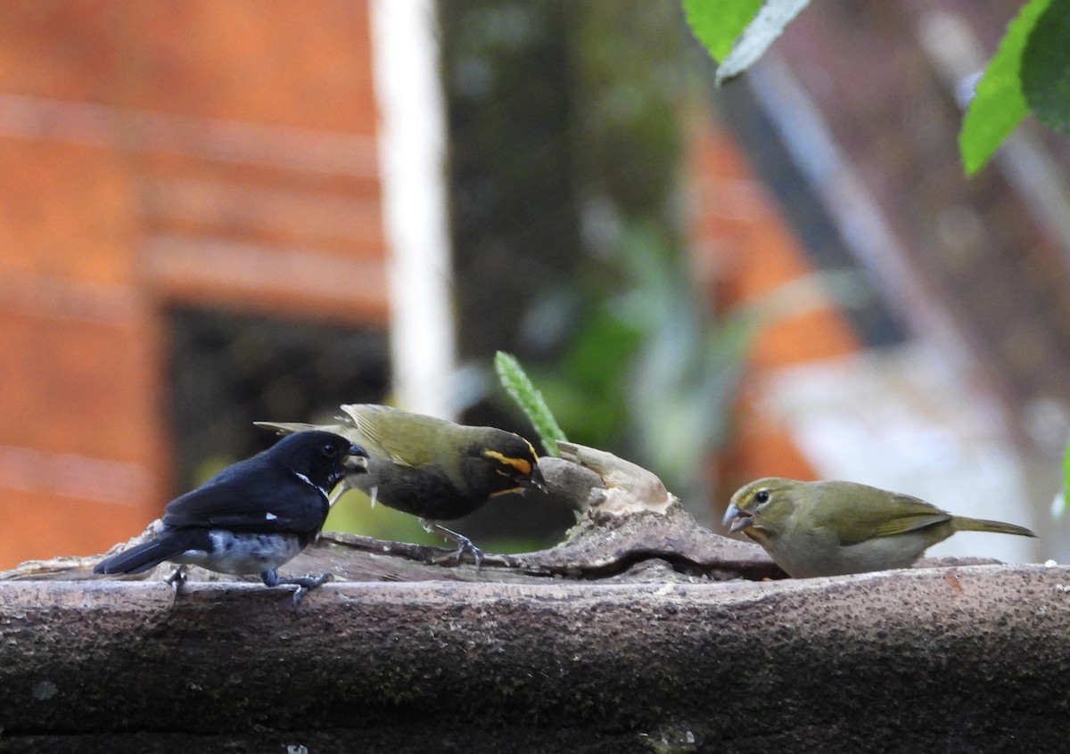 Goldbrauen-Gimpeltangare - ML647125010