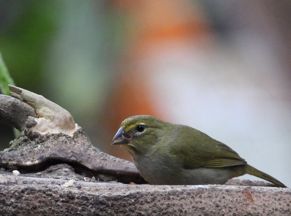 Goldbrauen-Gimpeltangare - ML647125015