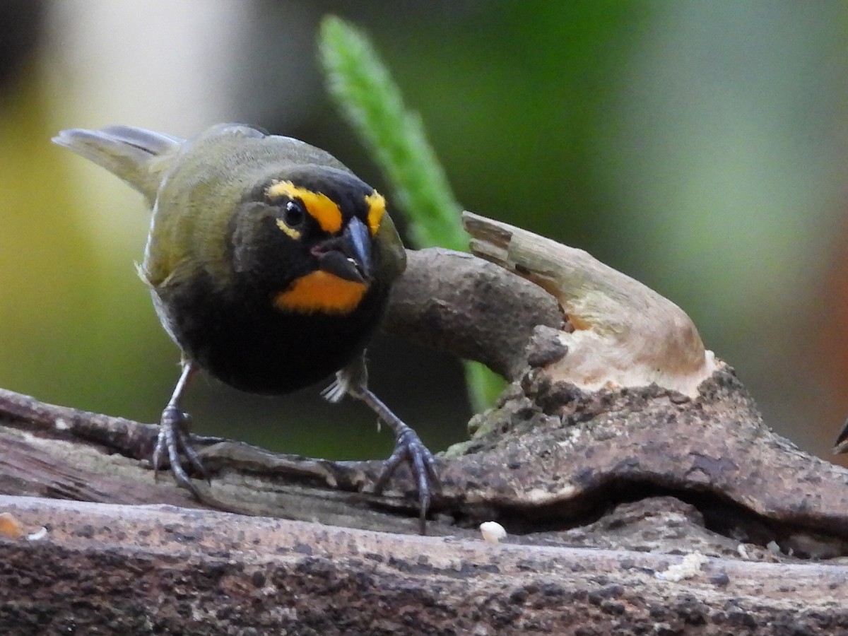 Goldbrauen-Gimpeltangare - ML647125020