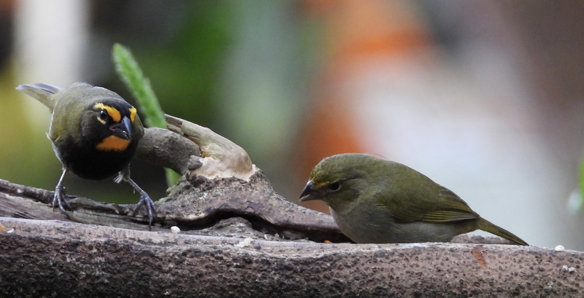 Goldbrauen-Gimpeltangare - ML647125034