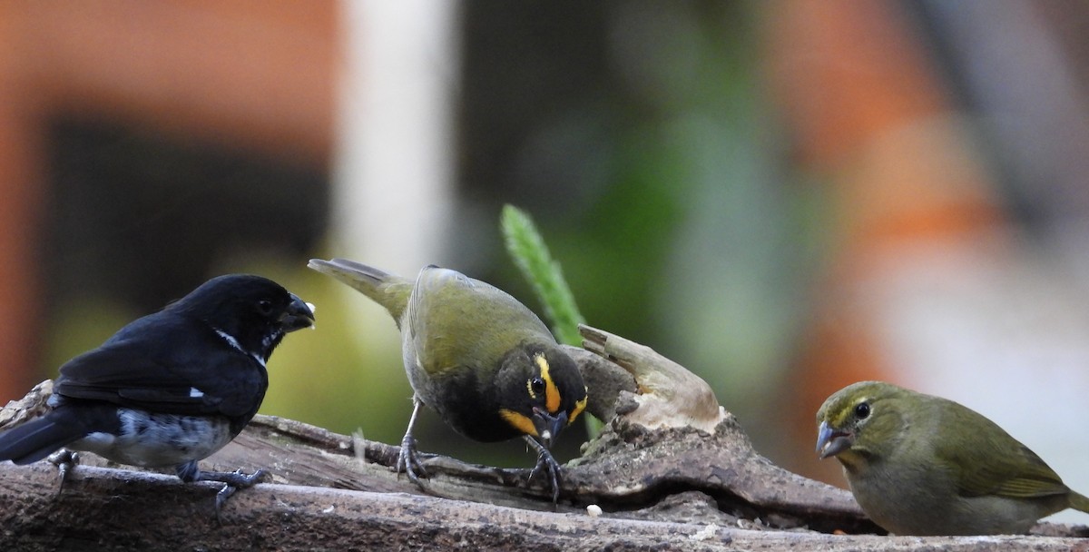 Goldbrauen-Gimpeltangare - ML647125036