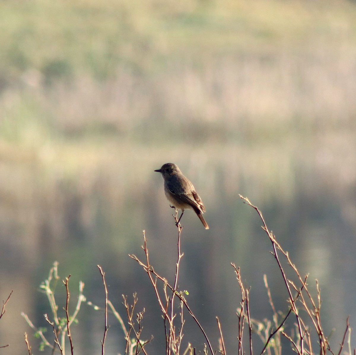 Pied Bushchat - ML647125037