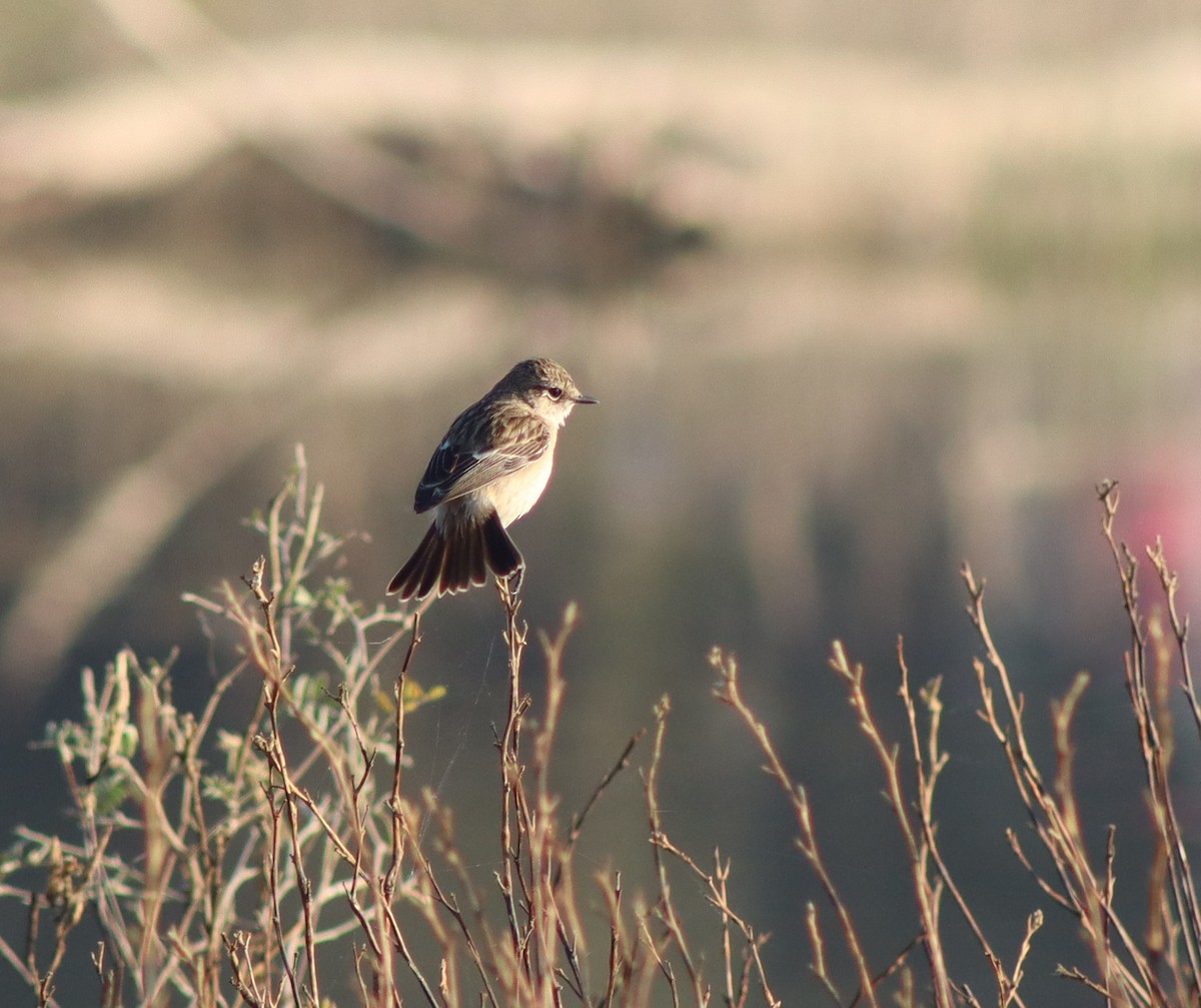 Siberian Stonechat - ML647125041