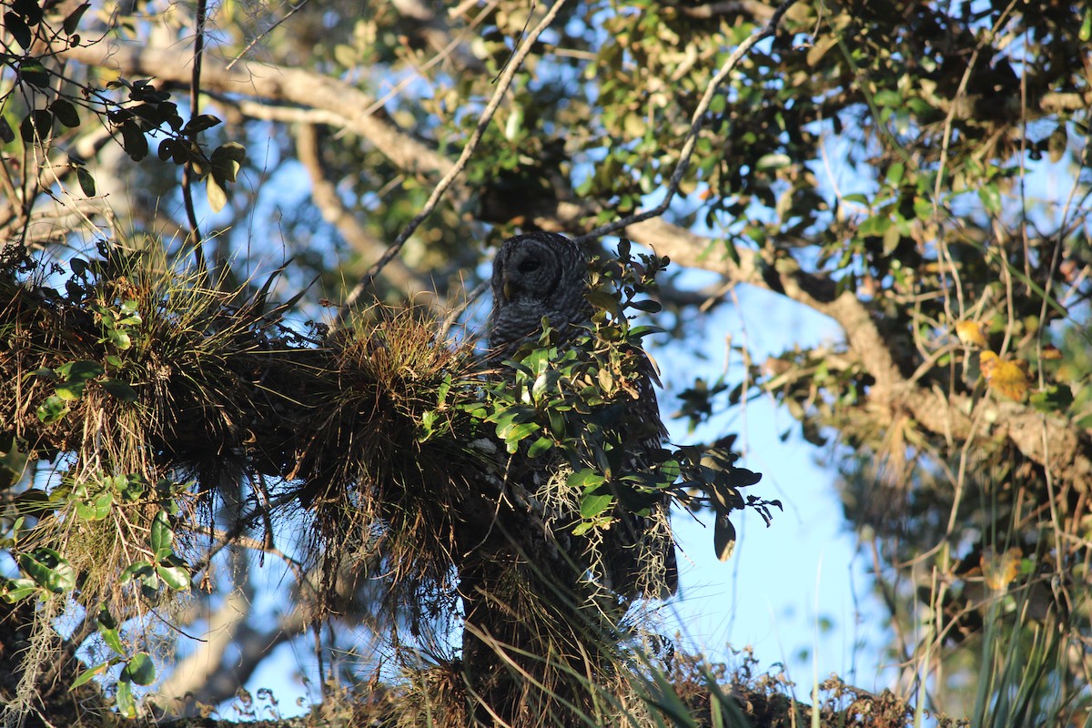 Barred Owl - ML647125048